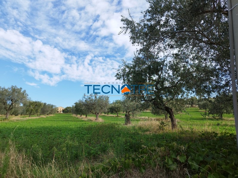Dettagli: Controguerra Terreno Agricolo e Piante d’Ulivo