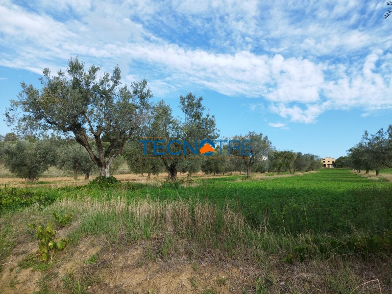 Dettagli: Controguerra Terreno Agricolo e Piante d’Ulivo