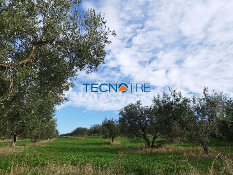 Dettagli: Controguerra Terreno Agricolo e Piante d’Ulivo